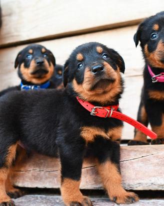 Cuccioli BEAUCERON nero focati