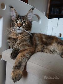 Dolcissimi cuccioli di Maine Coon con pedigree