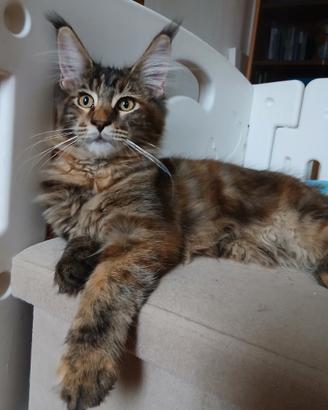 Dolcissimi cuccioli di Maine Coon con pedigree