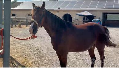 Cavallo trottatore