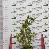 Pianta mirtus/mirto non variegata