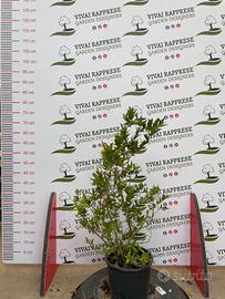 Pianta mirtus/mirto non variegata