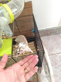 Gerbilli