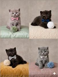 British shorthair scottish