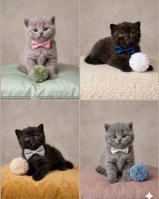 British shorthair scottish