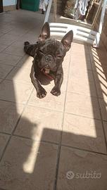 Bulldog francese