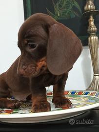 Bassotto kaninchen choco tan