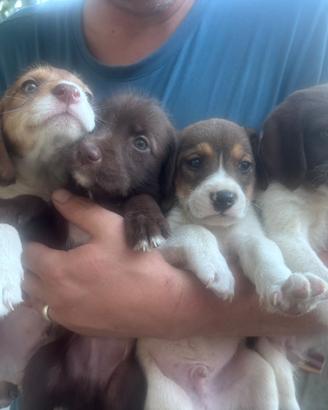 GRATIS splendidi cuccioli di 8 settimane