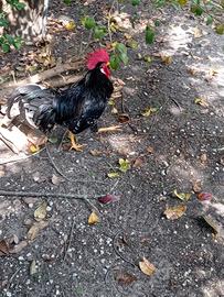 Gallo