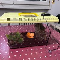 INSETTI BLATTE DUBIA ORNAMENTALI + set up