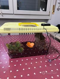 INSETTI BLATTE DUBIA ORNAMENTALI + set up