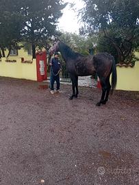Cavallo A.A.S