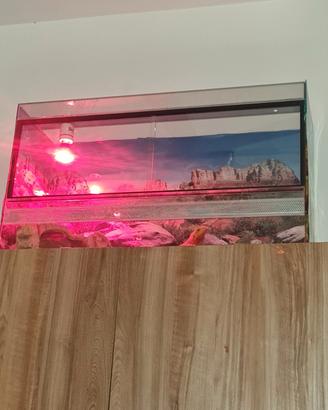 Drago barbuto / pogona più teca