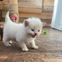 Ragdoll con pedigree