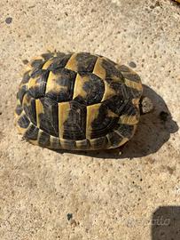Tartaruga hermanni
