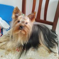 Yorkshire Terrier