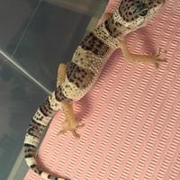Geco leopardino