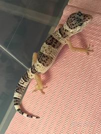 Geco leopardino