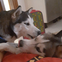 Siberian Husky