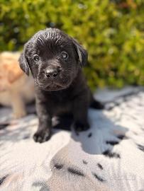 Labrador pedigree