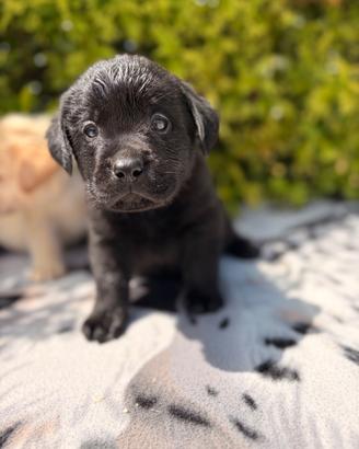 Labrador pedigree