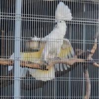 Cacatua alba