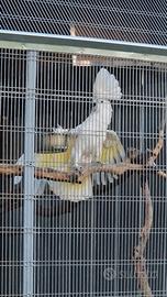 Cacatua alba