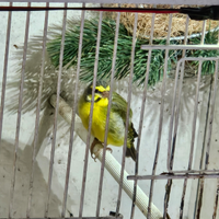 Mozambico e verdone himalaya