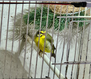 Canarino del Mozambico