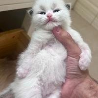 Gattino ragdoll subito disponibile
