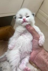 Gattino ragdoll subito disponibile