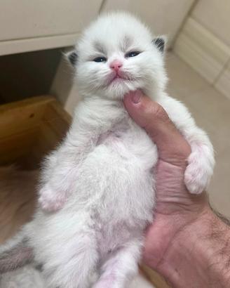 Gattino ragdoll subito disponibile