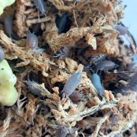 Isopodi (porcellinoides pruinosus)