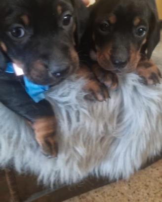 Cuccioli bassotti nero focato arlecchino chocolate