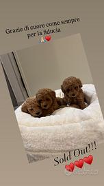 Barboncini toy e mini toy