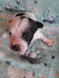 Cucciolo di Jack russell