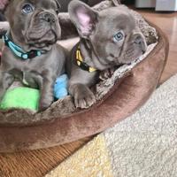 Cuccioli di bulldog francesi merle e blu M e F