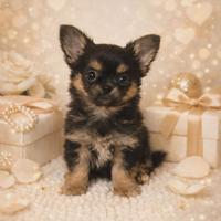 Chihuahua pelo lungo maschietto