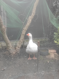 Oca Bianca Romagnola