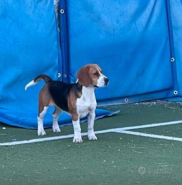 Beagle