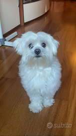 Maltese maschio per accoppiamento
