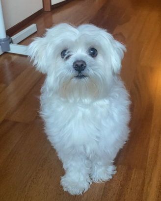 Maltese maschio per accoppiamento