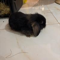 Cucciolo di Coniglio ariete nano