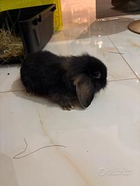 Cucciolo di Coniglio ariete nano