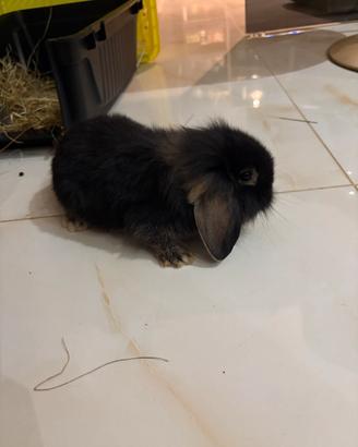 Cucciolo di Coniglio ariete nano