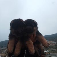 Cuccioli di pastore tedesco