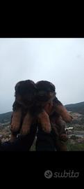 Cuccioli di pastore tedesco