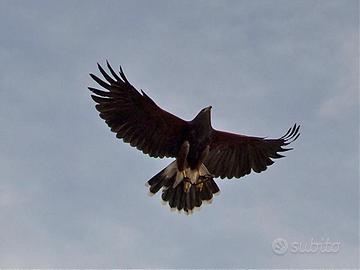 Poiana di Harris - rapaci con cites