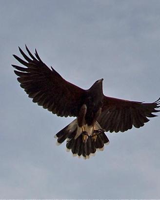 Poiana di Harris - rapaci con cites