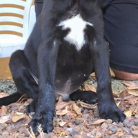 Cuccioli cane corso lonato del garda